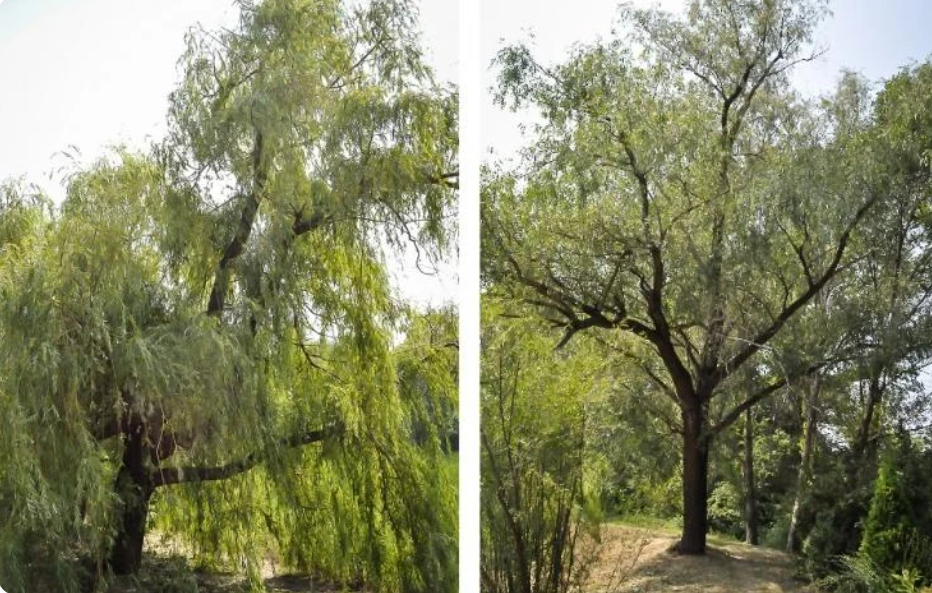 Ива белая и вавилонская