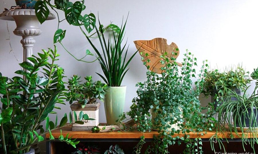 Тенелюбивые комнатные растения: названия и фото