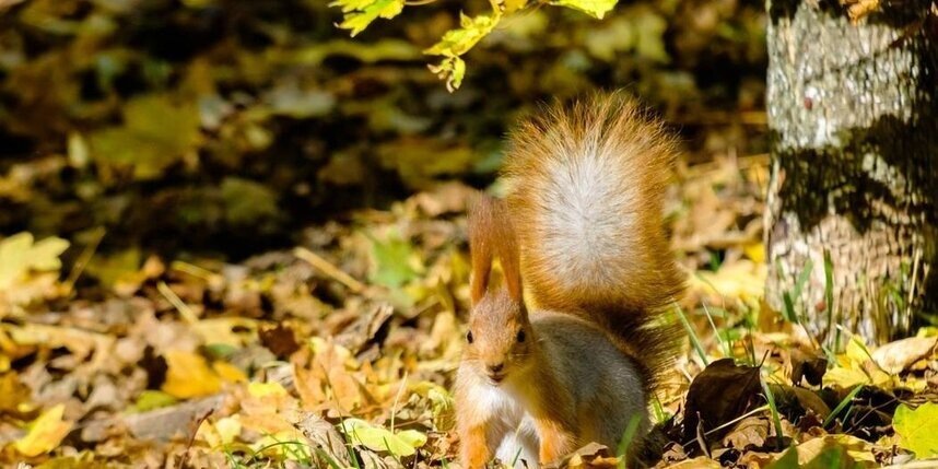    Алена Бобрович