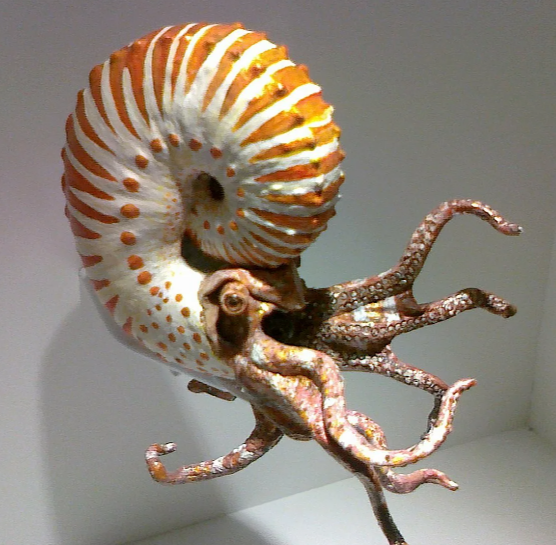 Аммонит. Плюс один монстр в кошмары.