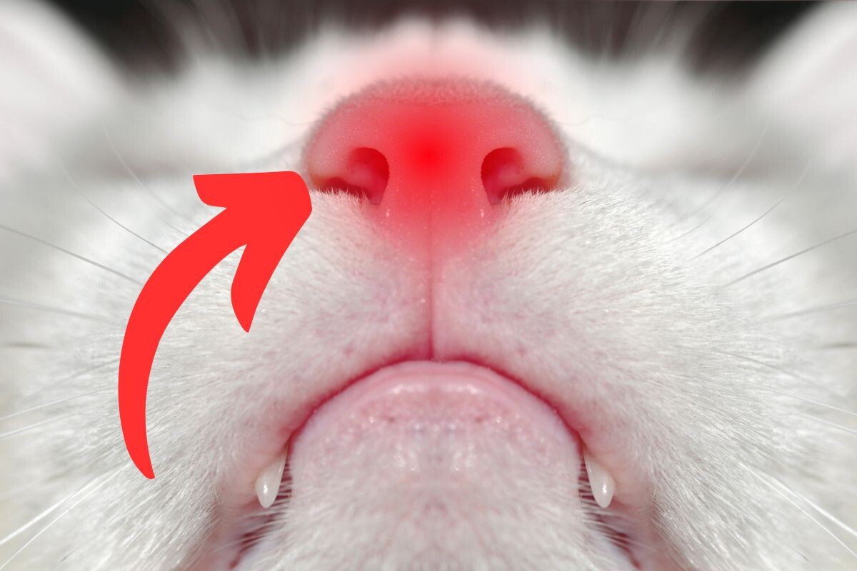 Почему у кошки меняется цвет носа
