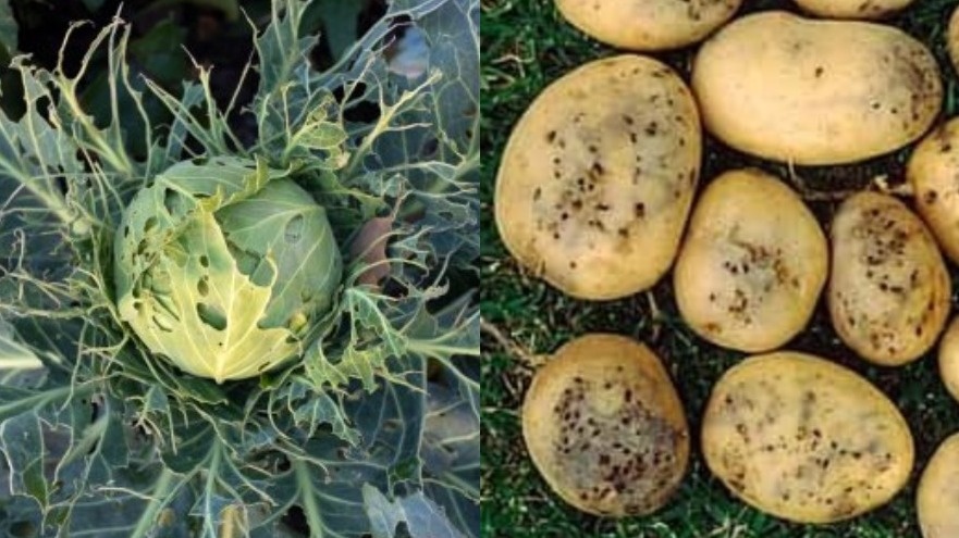 Типичные повреждения от основных вредителей сада. Без защиты можно потерять до 35% урожая