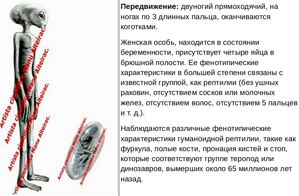 Мумии гуманоидных рептилий из долины Наска.