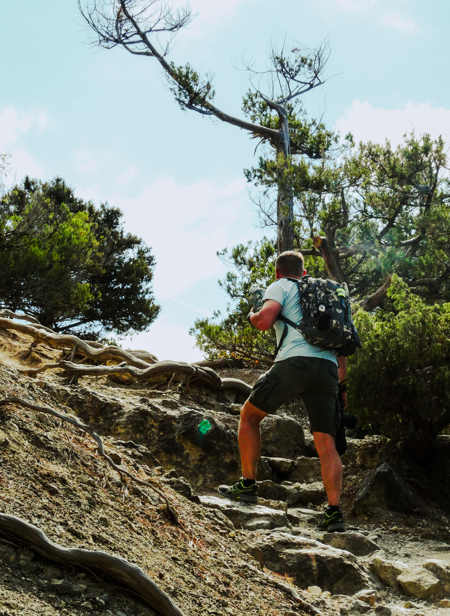 Живые лестницы из корней деревьев и камней. 