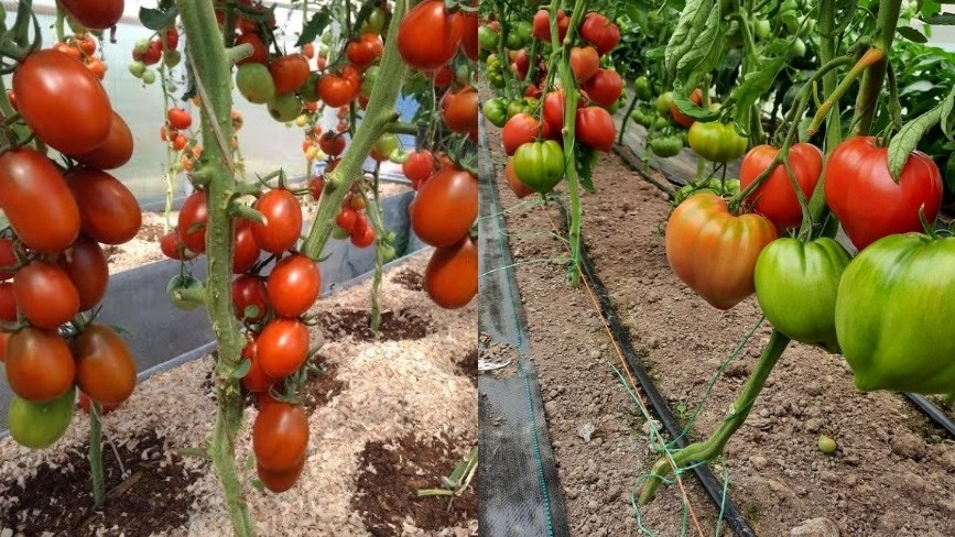 Результат грамотного подбора сортов - стабильное плодоношение в середине сезона