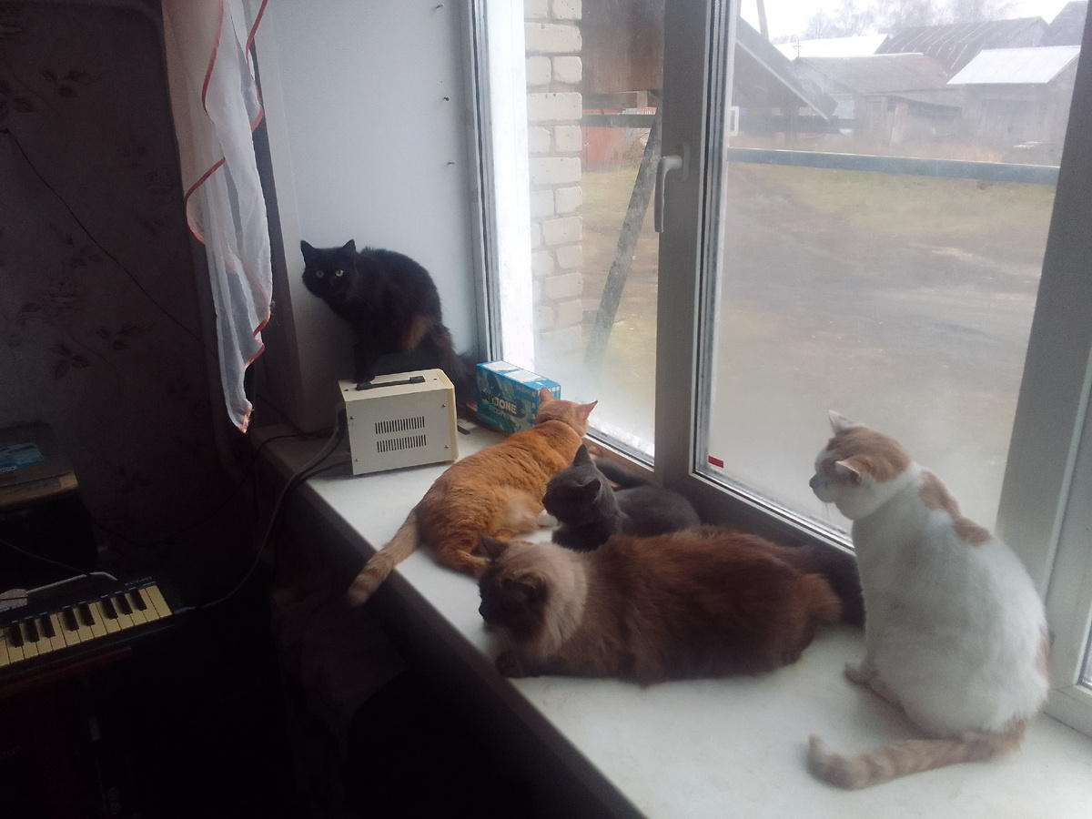 Наши кошки: чеорная армянка Кайра, желтый египтянин Аббат, серая шартрез Мышуля, ленинградский маскарадный Сим Симыч, белый византиец Юрка 