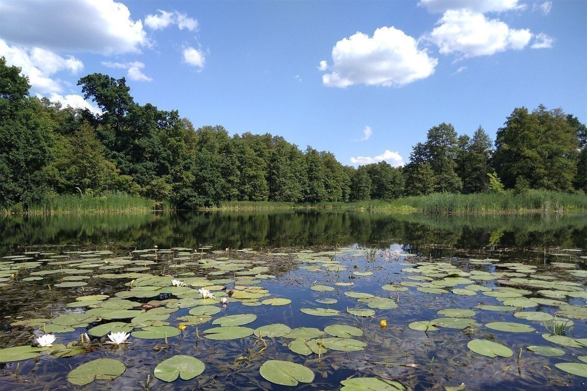 Фото с сайта: https://static.mk.ru (река Усманка летом)