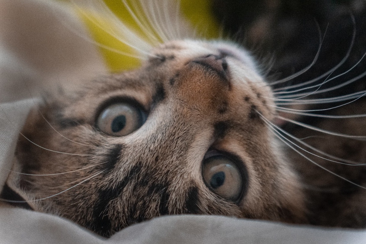 Фото © Freepik / wirestock