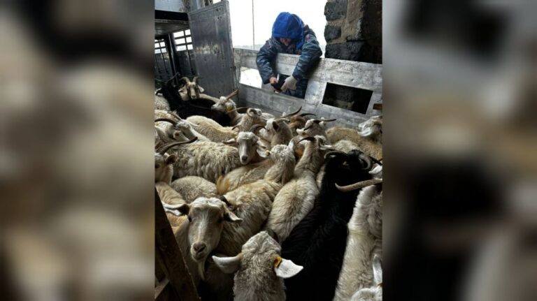    Оренбургских паутинок будет больше. 1000 пуховых коз приобрел фермер из Кувандыка Белов Михаил Александрович