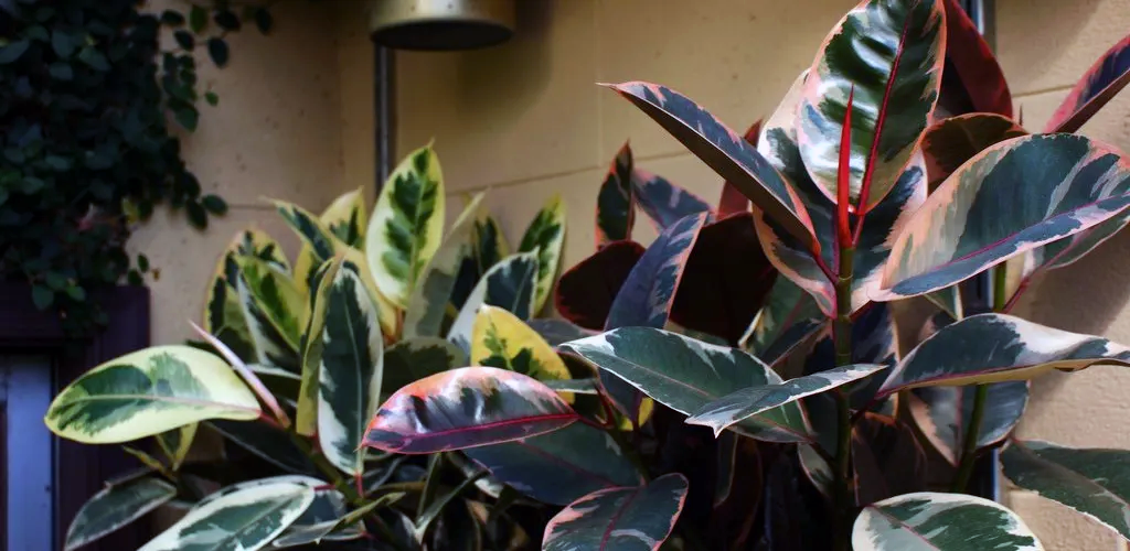 Фикусы с разной расцветкой.