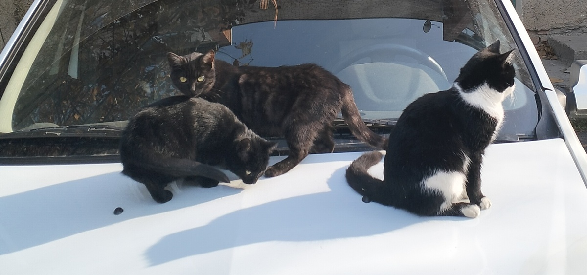 Котики облюбовали чей то автомобиль