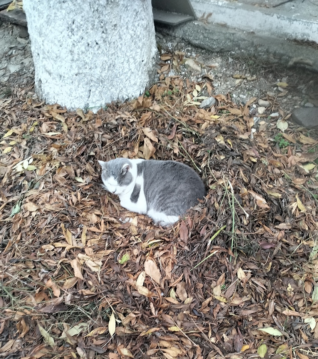 Уличные котики