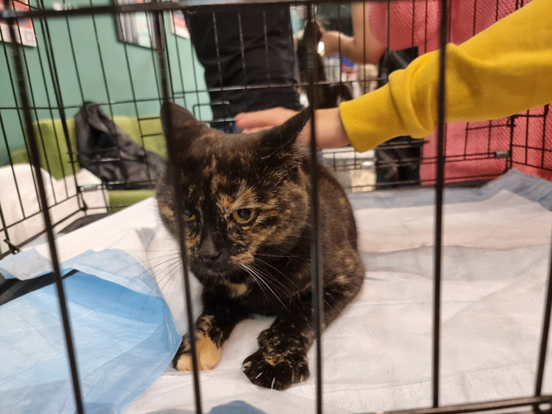    Шесть котов ищут новые семьи на выставке в ПетрозаводскеИрина Яковлева