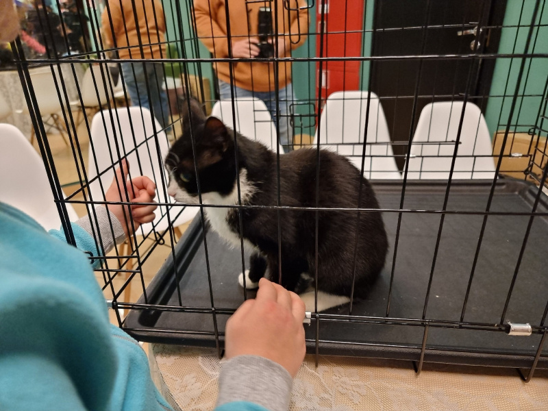    Шесть котов ищут новые семьи на выставке в ПетрозаводскеИрина Яковлева