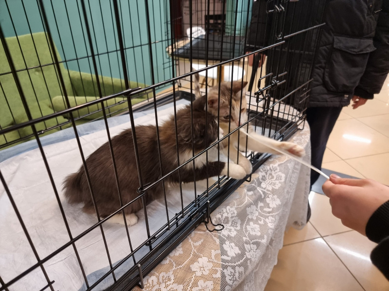    Шесть котов ищут новые семьи на выставке в ПетрозаводскеИрина Яковлева