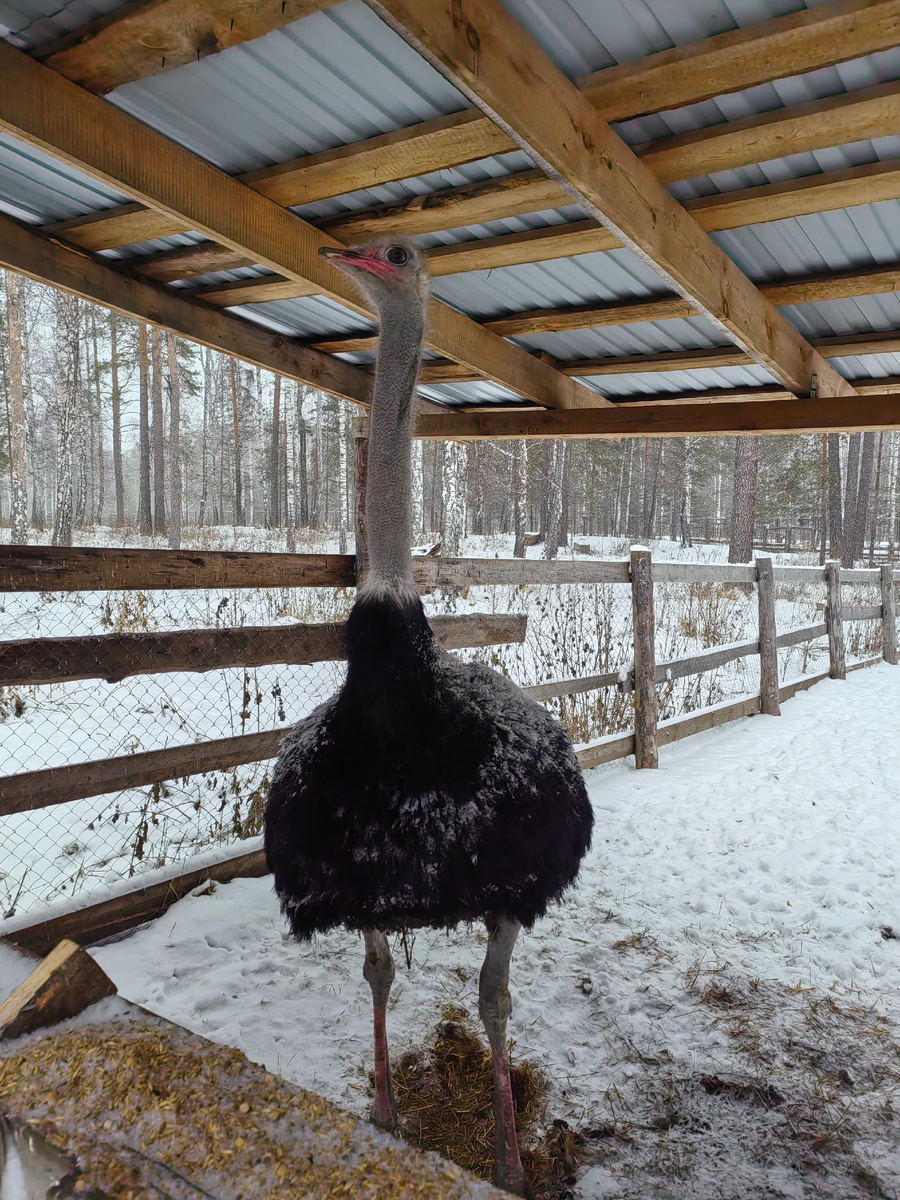Страусы на фоне снега смотрятся необычно. Фото автора.