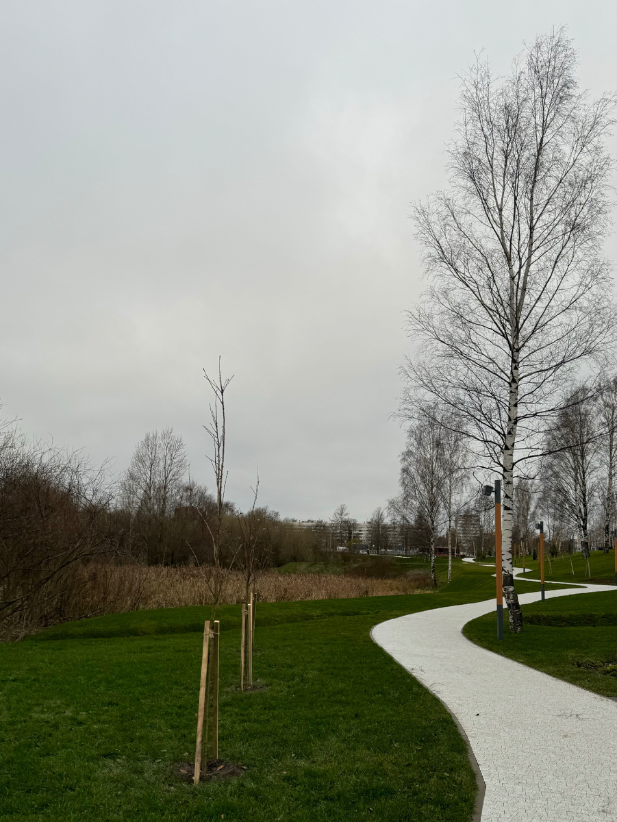 Сухостои по границе