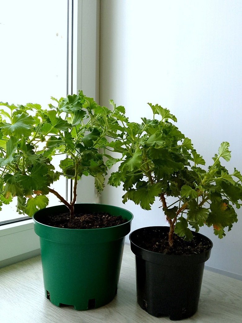 Вот такие неказистые кустики пеларгонии