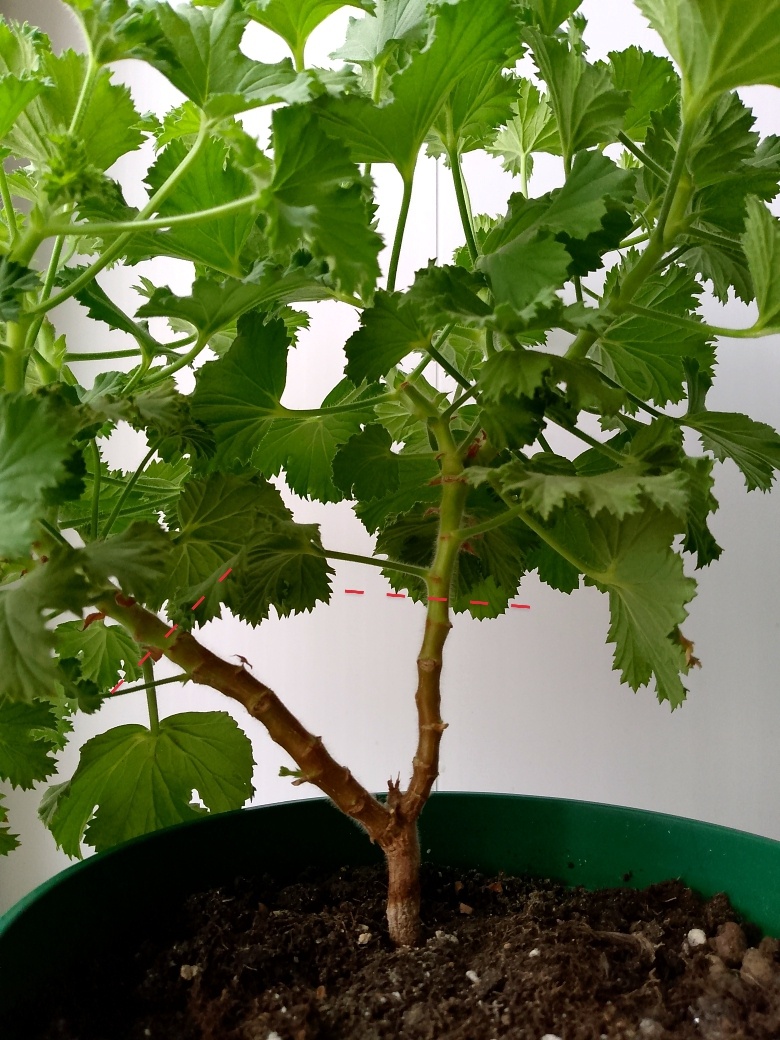 Оставила стебель подлиннее, да побольше почек