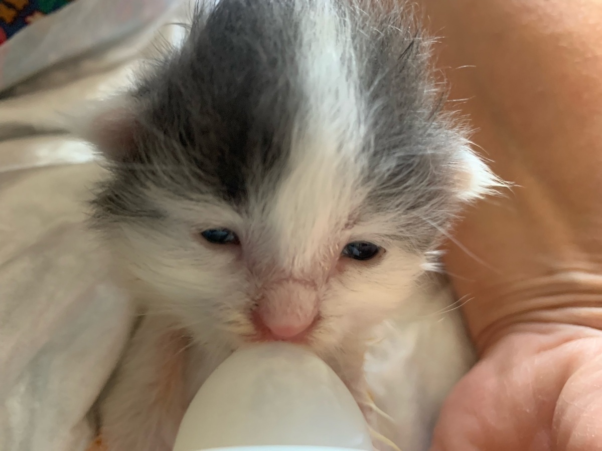 Мы очень переживали за котёночка, потому что у него не получалось сосать соску. Василёк пожалел нас и начал кушать.