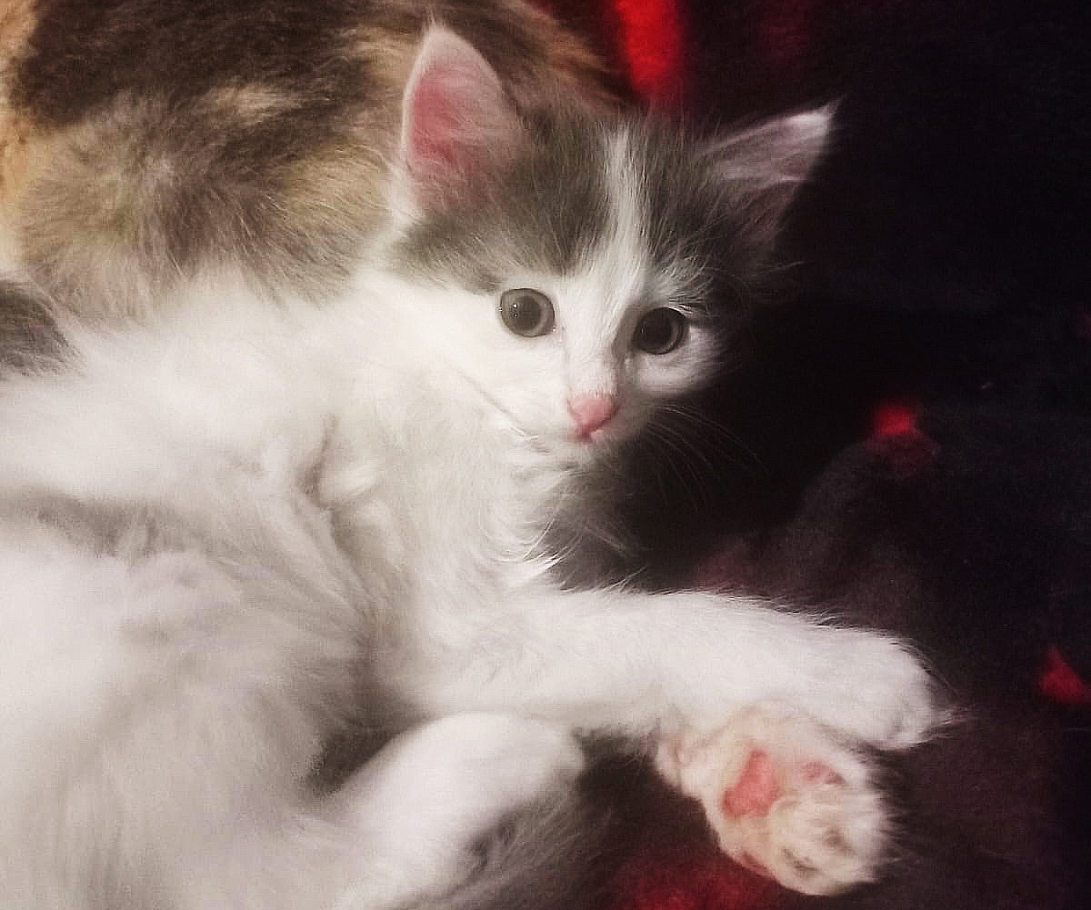 Васильку пора домой.  Пуст хозяева наслаждаются общением с образцовым котёнком