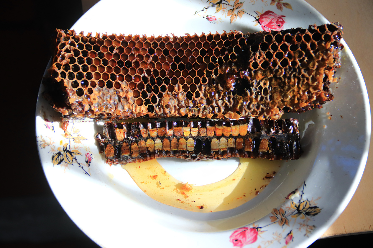 Фото пчелиного, старого сота