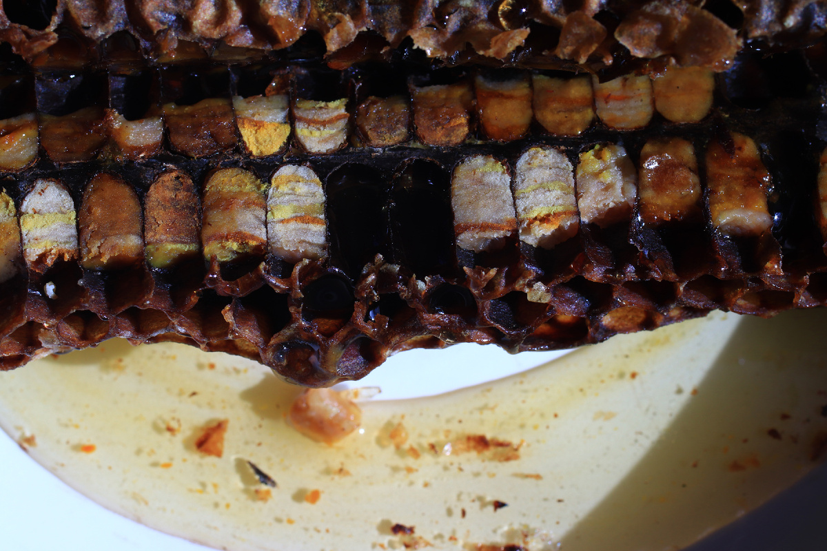 Ячейки пчелиного сота с пергой. Чтобы показать слоистую структуру перги я сделал продольный срез