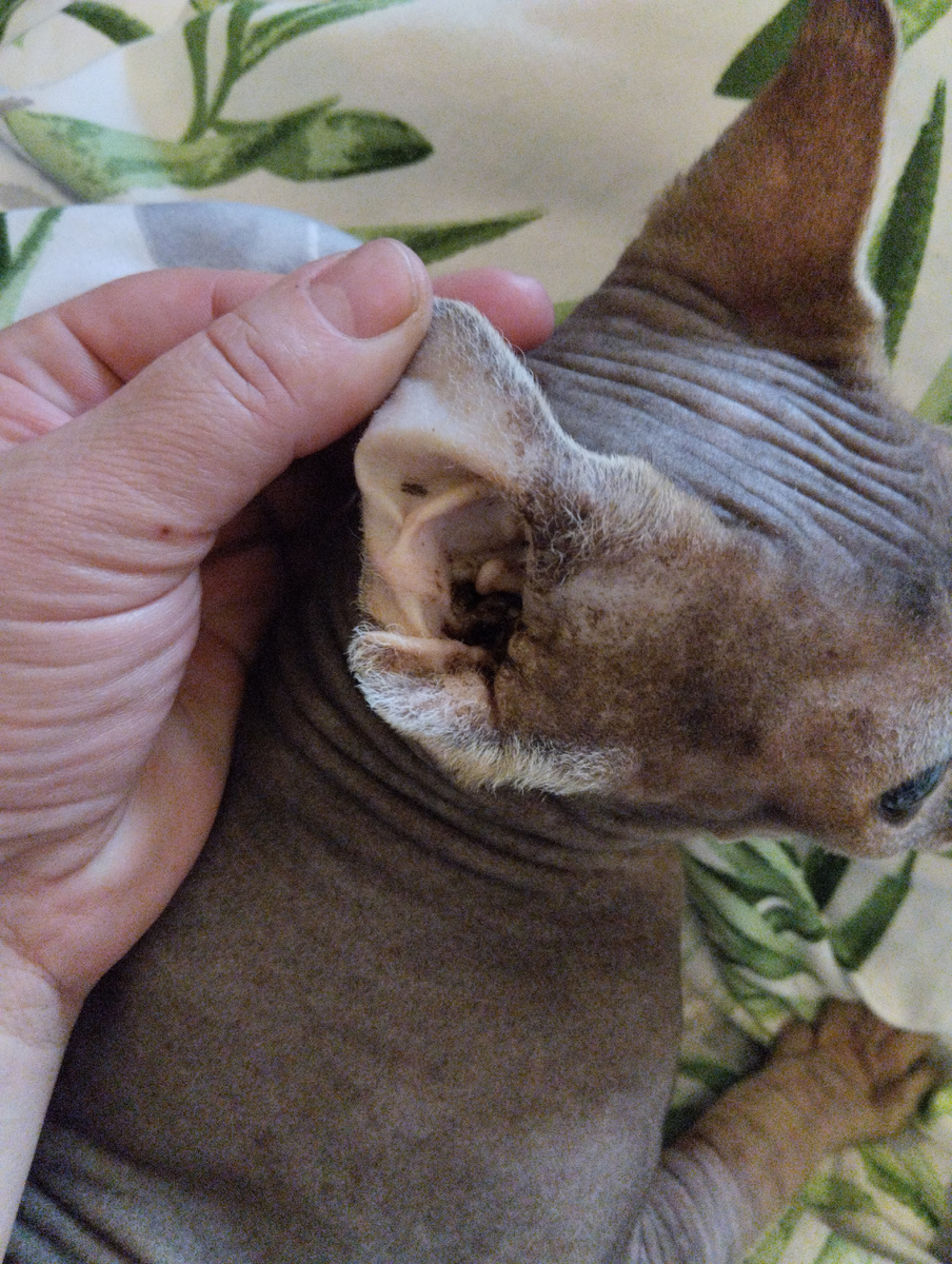 Уши Марсику уже пора чистить