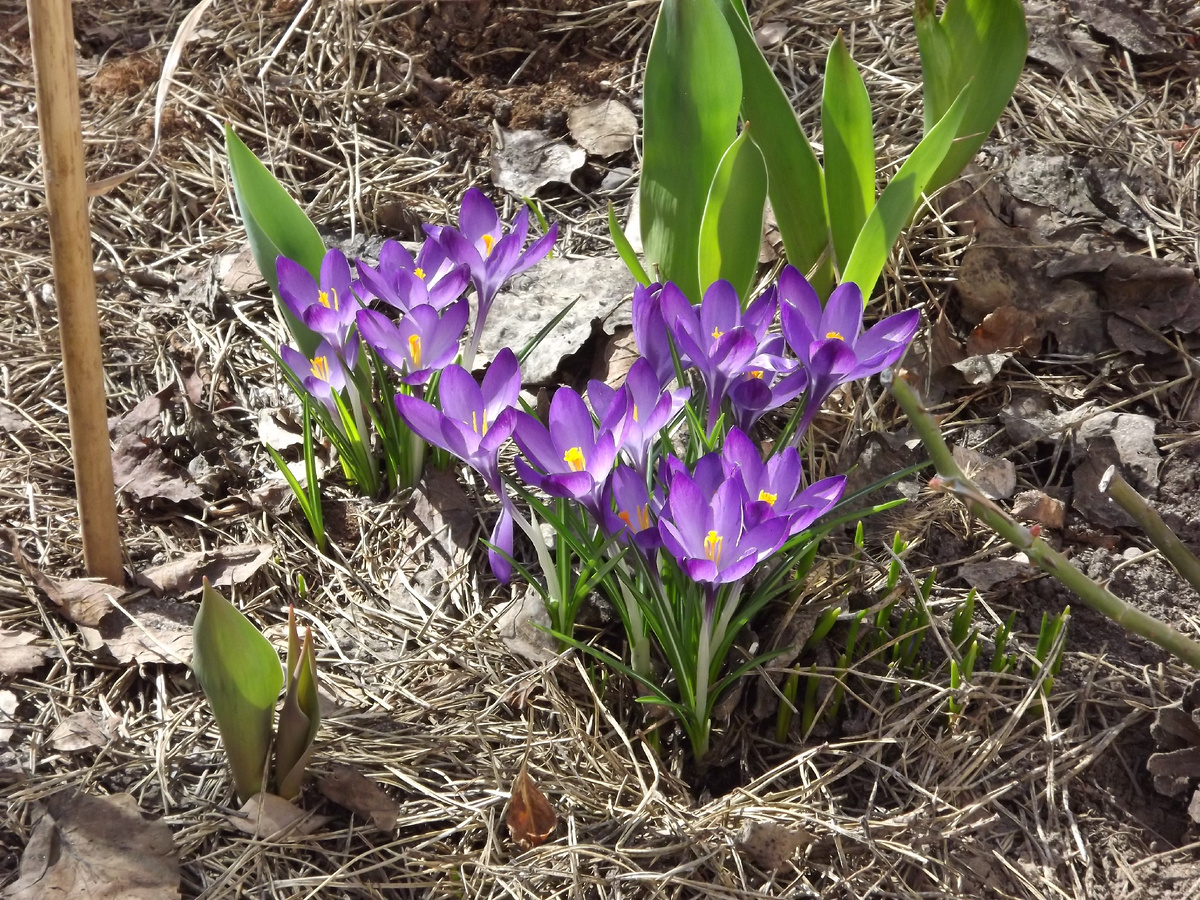 Ну как жить без крокусовых полянок (это фото моё, не нейросети)