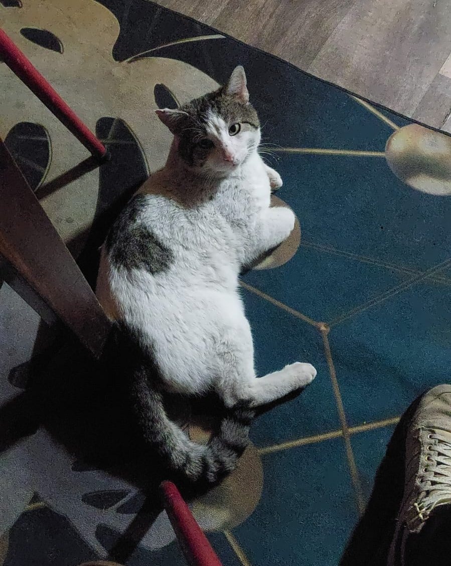 Кот Аристидес