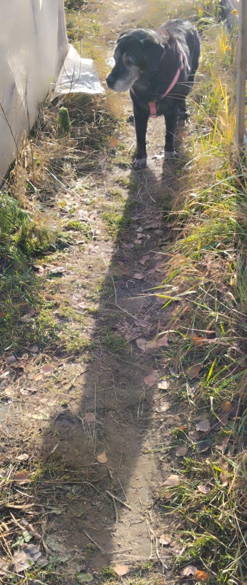 И от лабрадора Рэи тоже длинная тень.