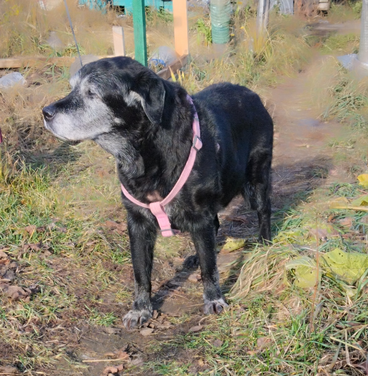 Лабрадор Рэя принимает солнечную ванну