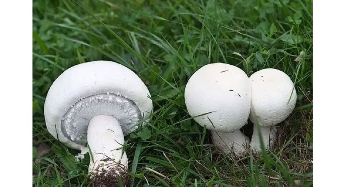                Шампиньон полевой.  Изображение из интернета.