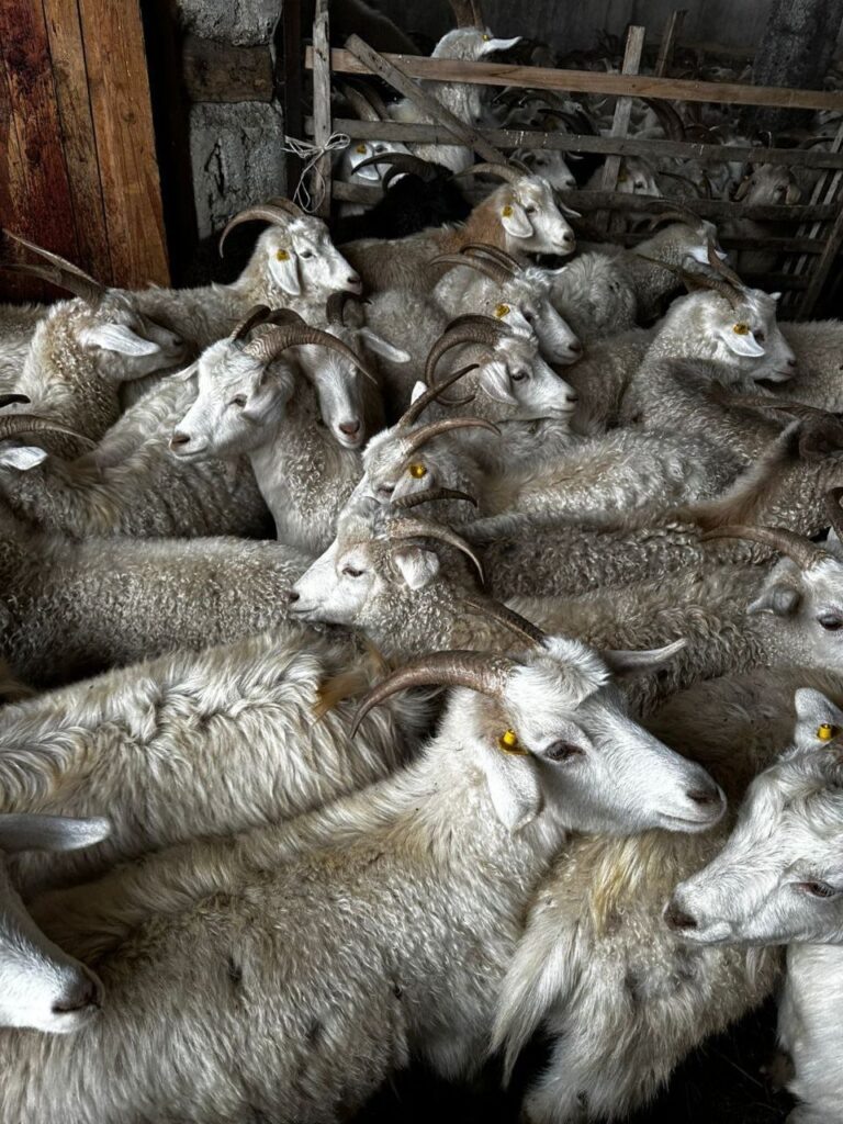    В Кувандыкском округе фермер приобрёл тысячу пуховых коз Оренбуржье