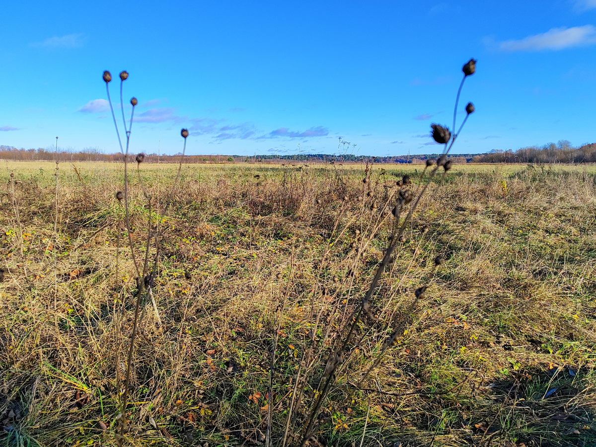 Огромное поле сторожит подходы к острову