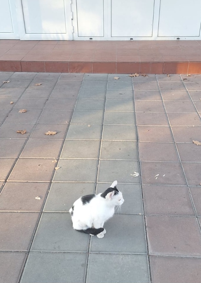 Кошка заводская уже без котят. Раздали. От спокойной жизни округлилась и залоснилась.