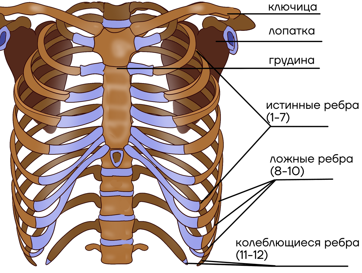 Автор: https://pictures.pibig.info/uploads/posts/2023-11/1700113962_pictures-pibig-info-p-rebra-risunok-anatomiya-vkontakte-6.png