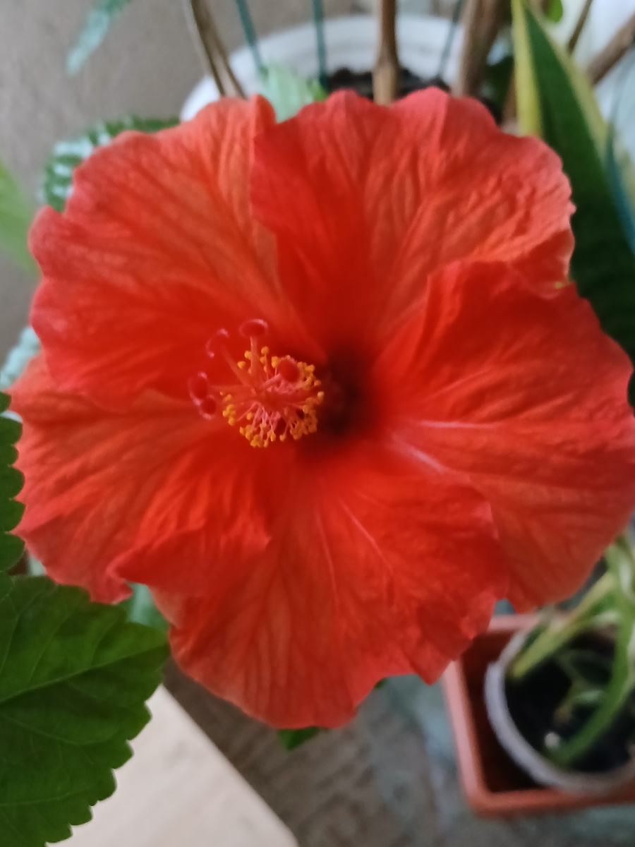 Китайская роза расцвела 8 ноября. Фото автора