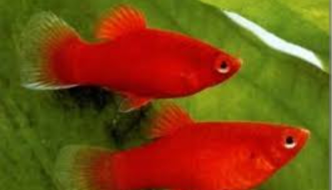 Рыбки Малинезии