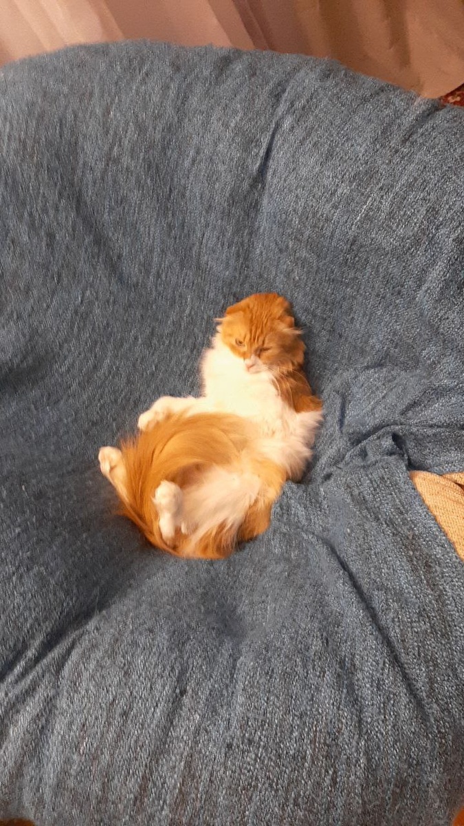 В смысле твоё кресло? Ещё квартира скажи твоя.  Живой Космос (с)