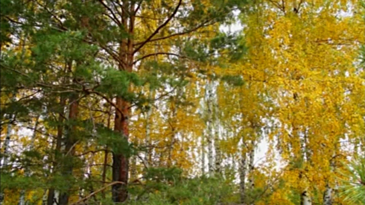 Вот это фото, вернее не фото, а что осталось -скриншот с видео. Они на березе справа