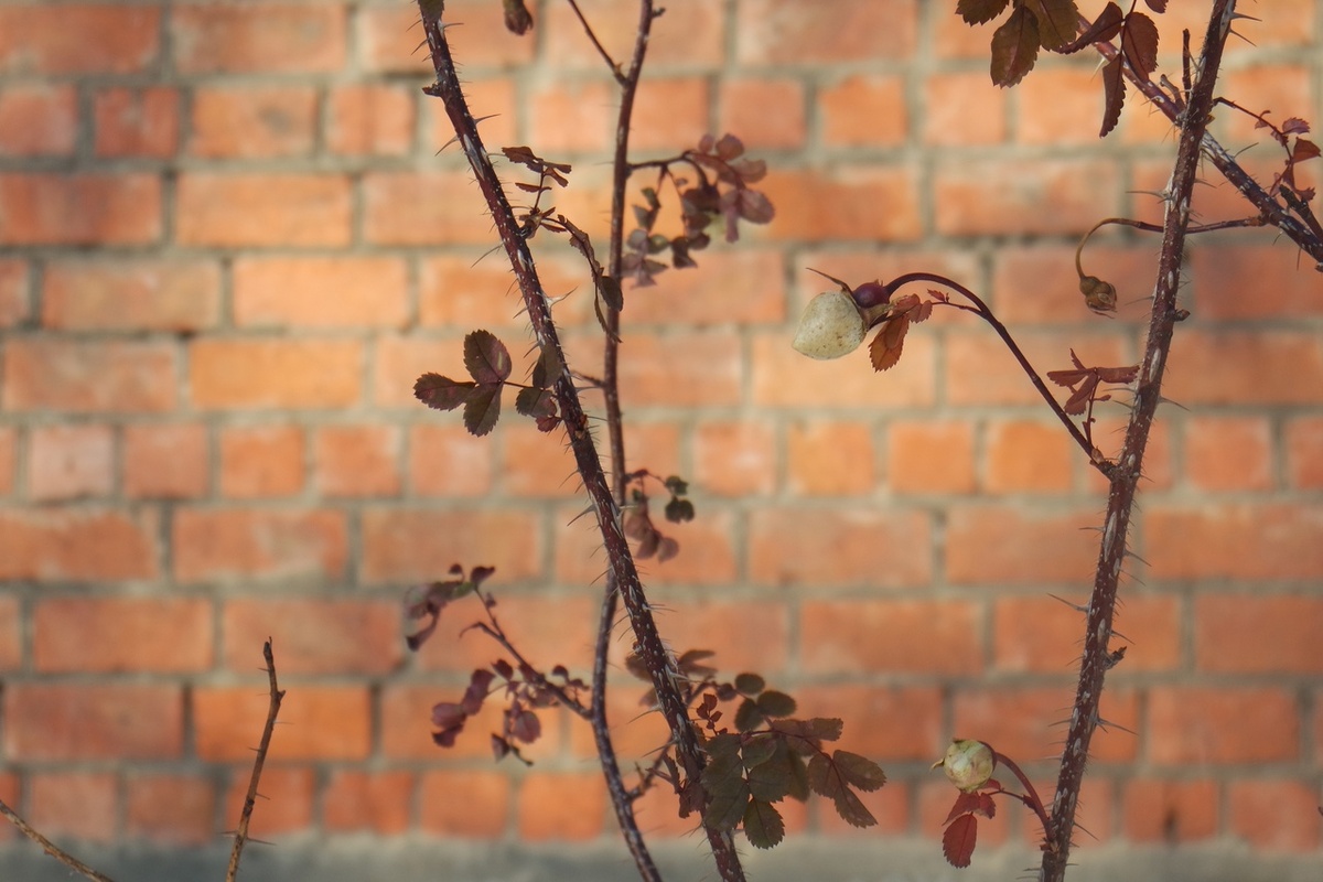 не сдающийся шиповник у тёплой стены...