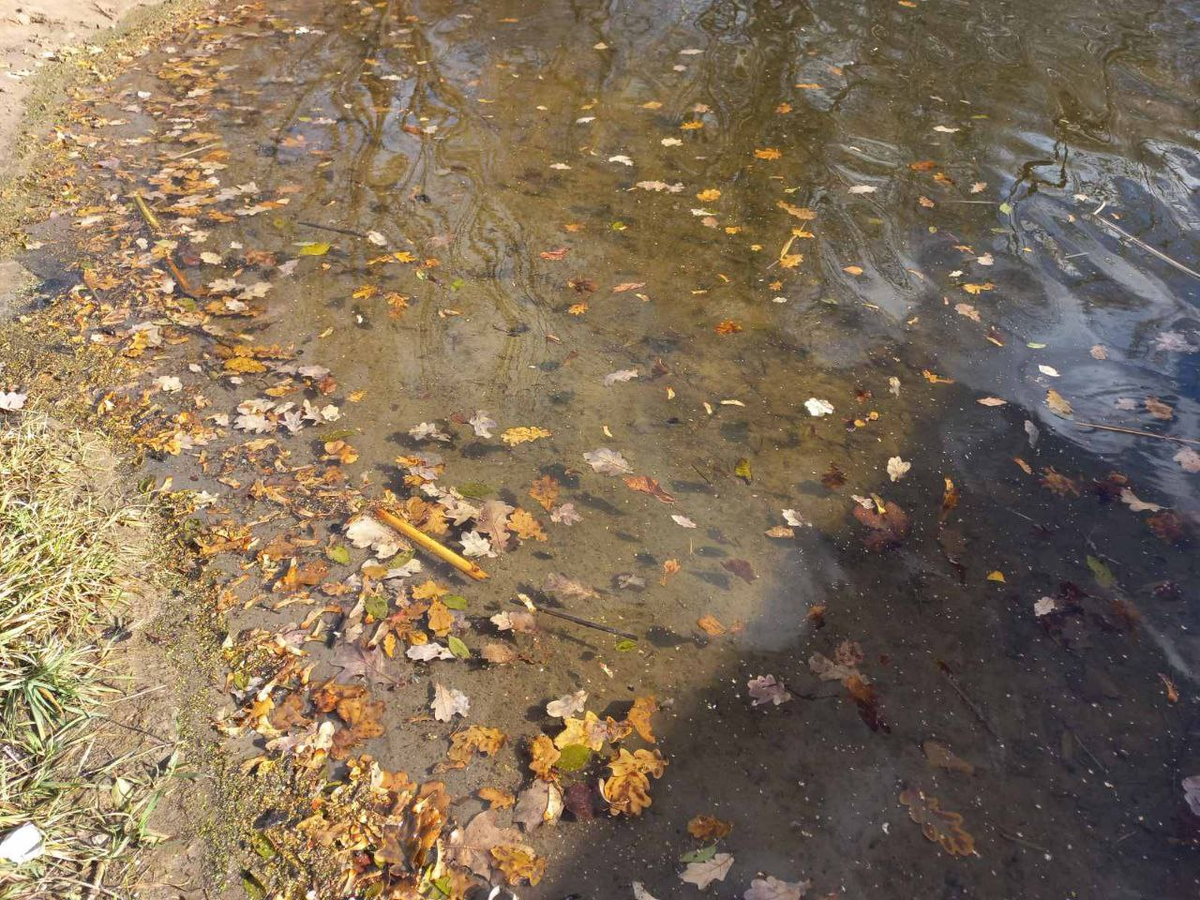 Фото автора.