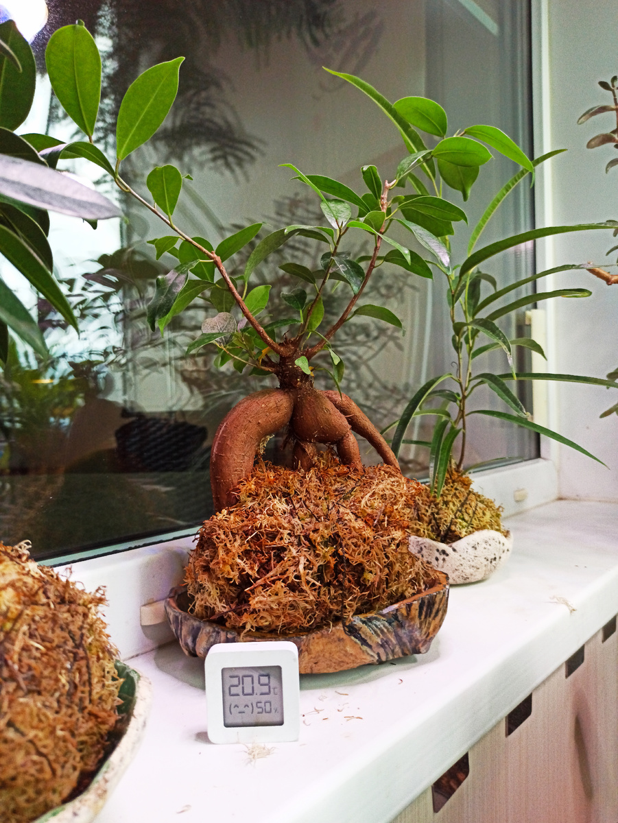 Фикус "Гинсенг" пока живет у меня на холодном застекленном балконе. Влажность идеальная, и температура еще не опустилась. Для зимовки фикуса в самый раз.