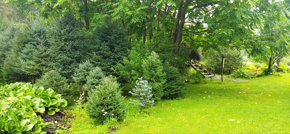 Горно-Алтайский ботанический сад