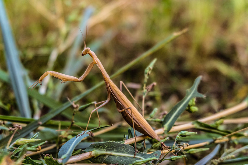 Коричневый богомол.