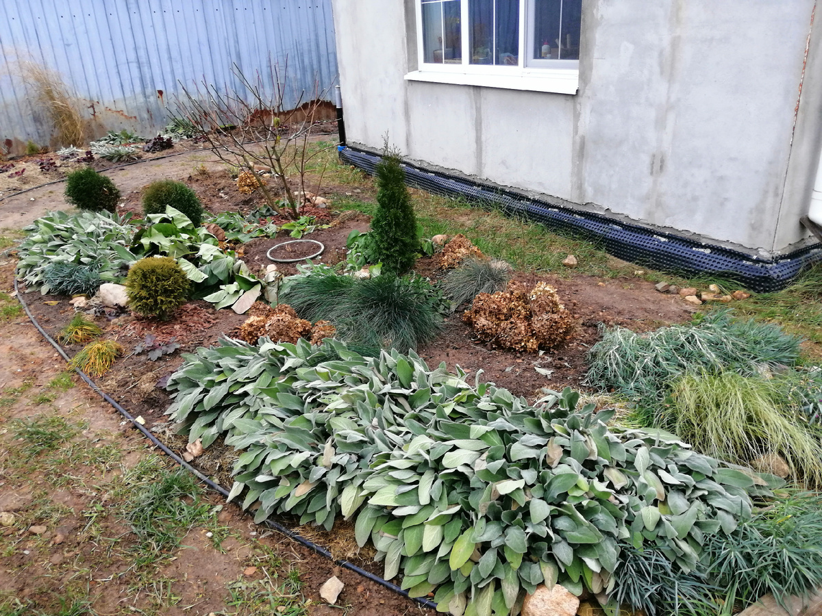 Прекрасные травянистые многолетники дают эффект взрослого цветника. 