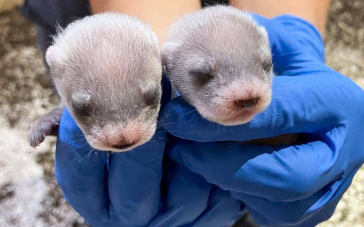 Фото: Рошан Патель / Смитсоновский национальный зоопарк и институт природоохранной биологии / The Guardian