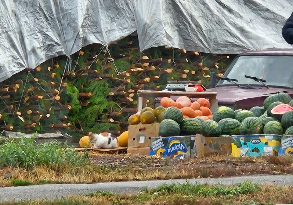    От арбузов сразу к елкам: В Оренбург уже завезли для продажи новогодние деревья