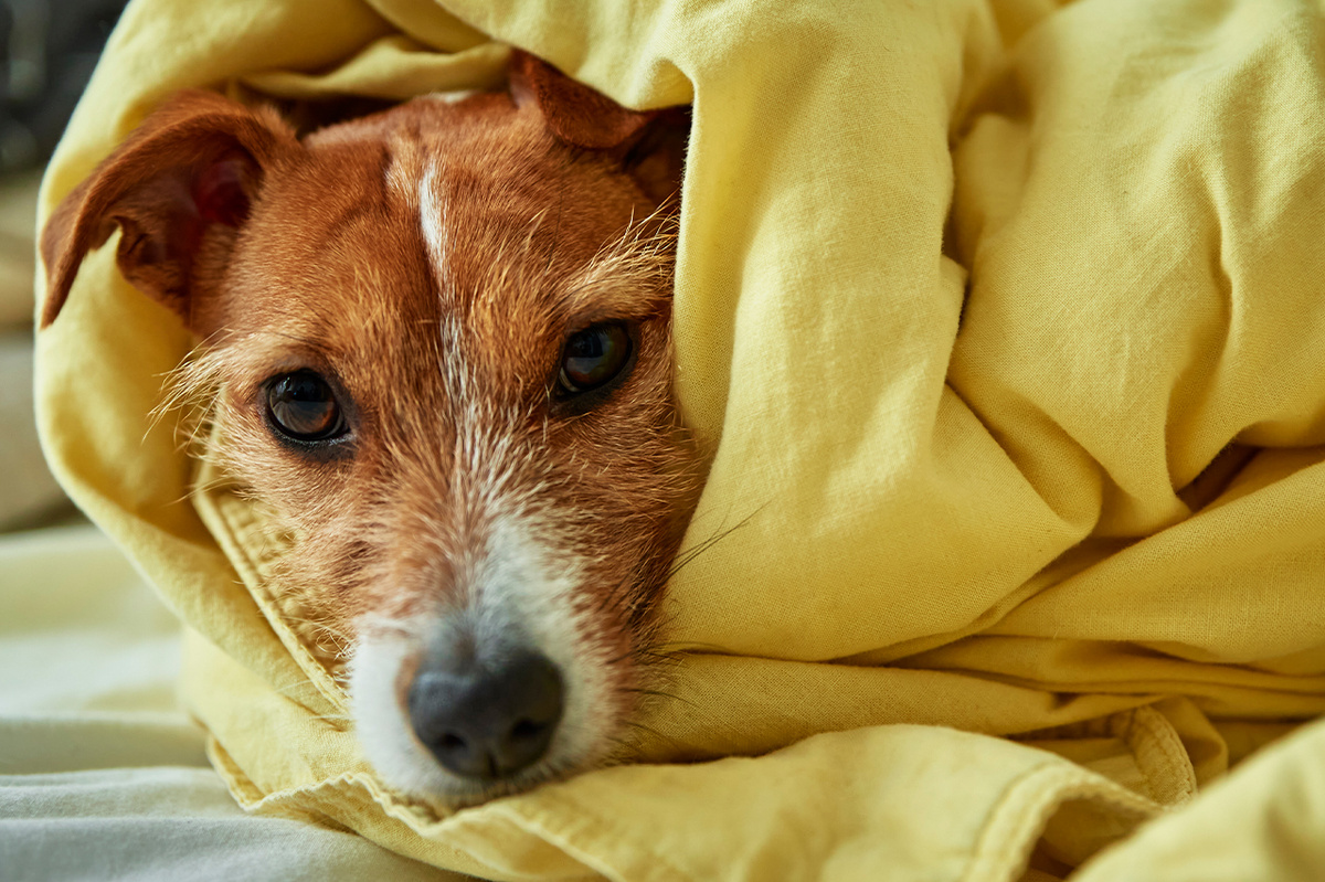  Главная опасность лимфомы в ее способности быстро распространяться по организму